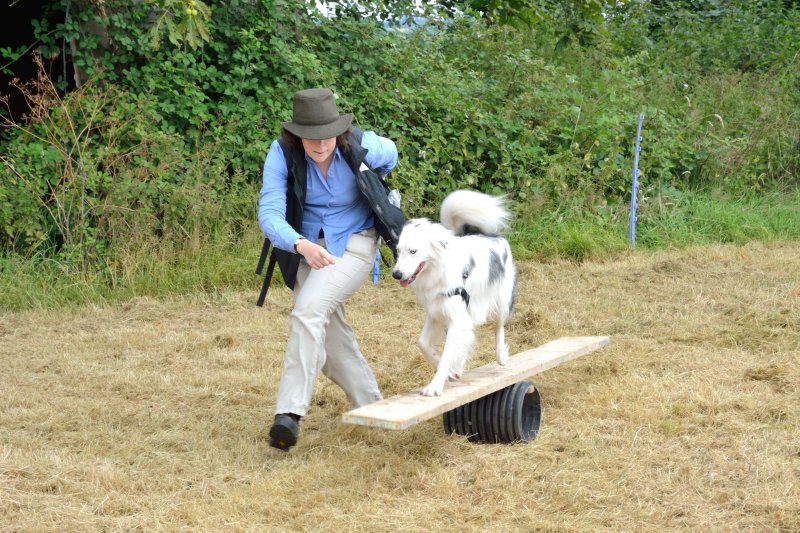 Agility Course 01